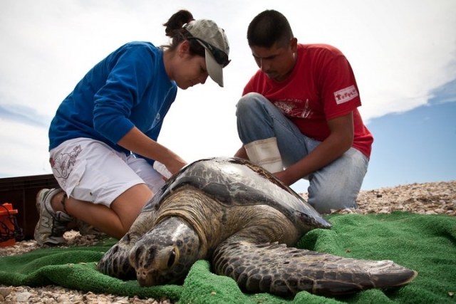 Ayudando a las tortugas